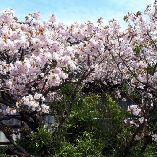 八重桜