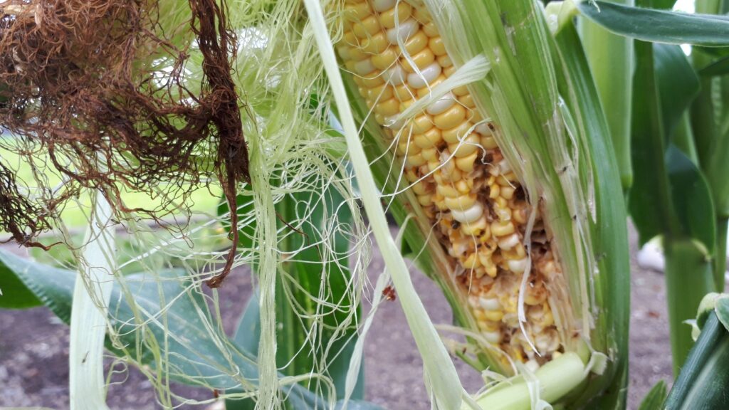 虫食いトウモロコシ