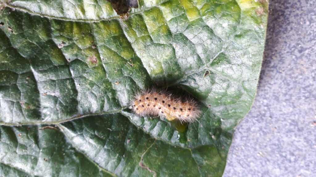 インゲン豆に毛虫